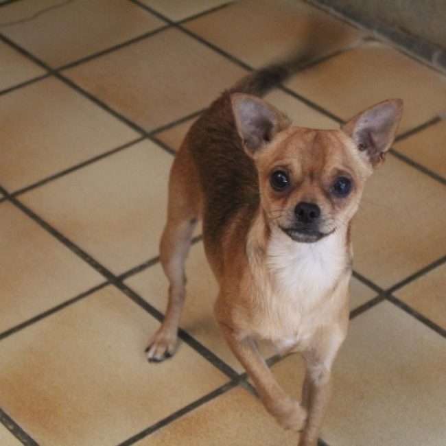 Bowie - Chien Ratier pragois à adopter