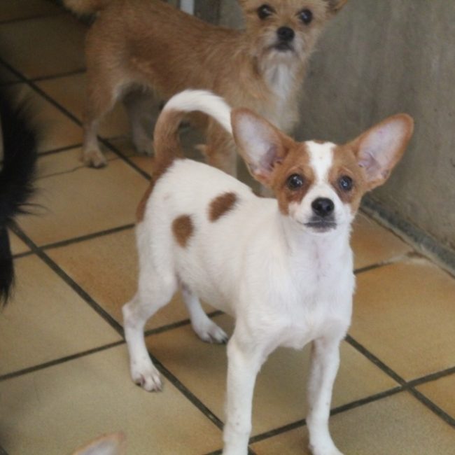 Bamby - Chien Ratier pragois à adopter
