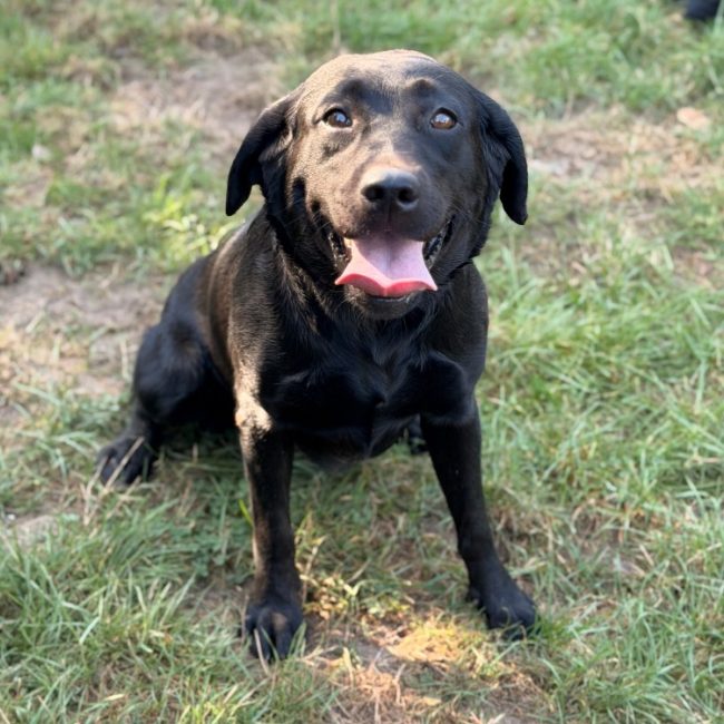 Topaze - Chien à adopter