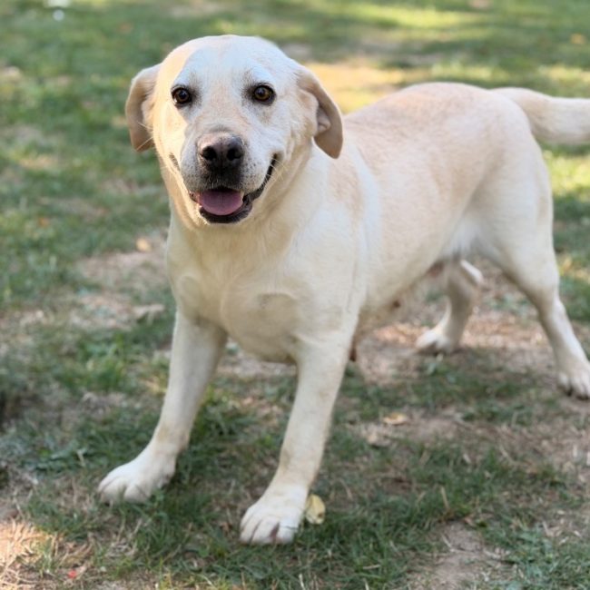 Romy - Chien à adopter