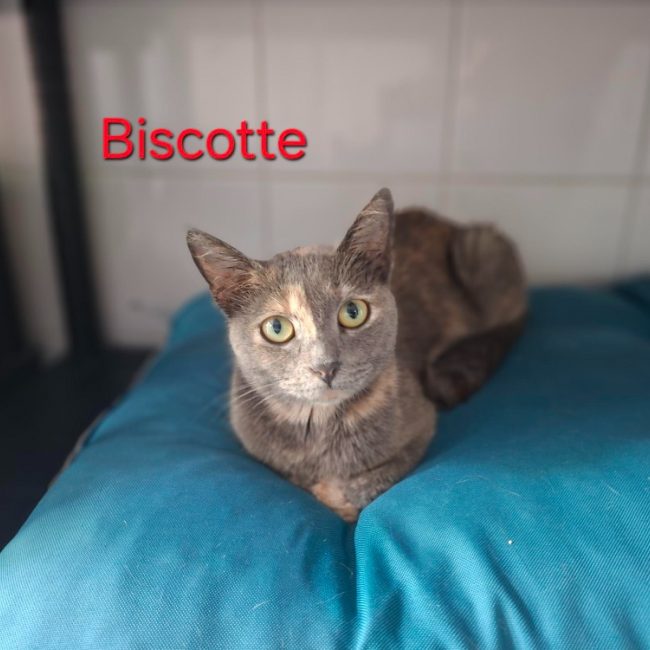 Biscotte - Chat à adopter