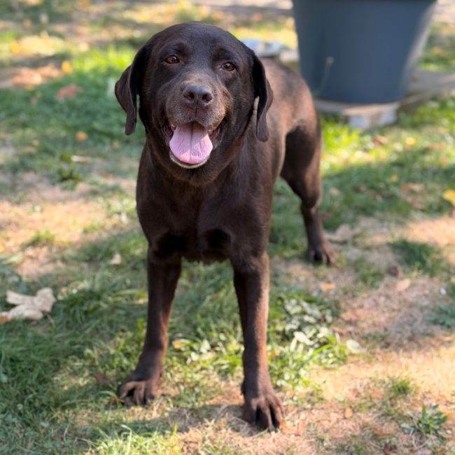 Sibelle - Chien à adopter