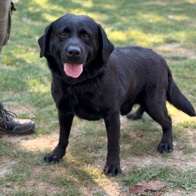 Totos - Chien à adopter
