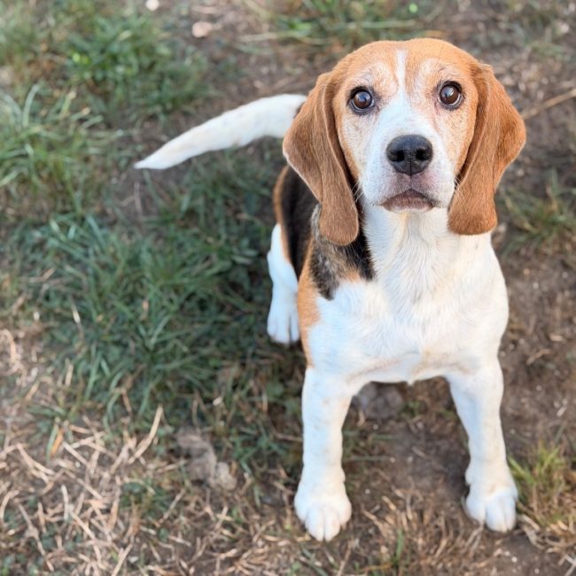 Roxy - Chien Beagle à adopter
