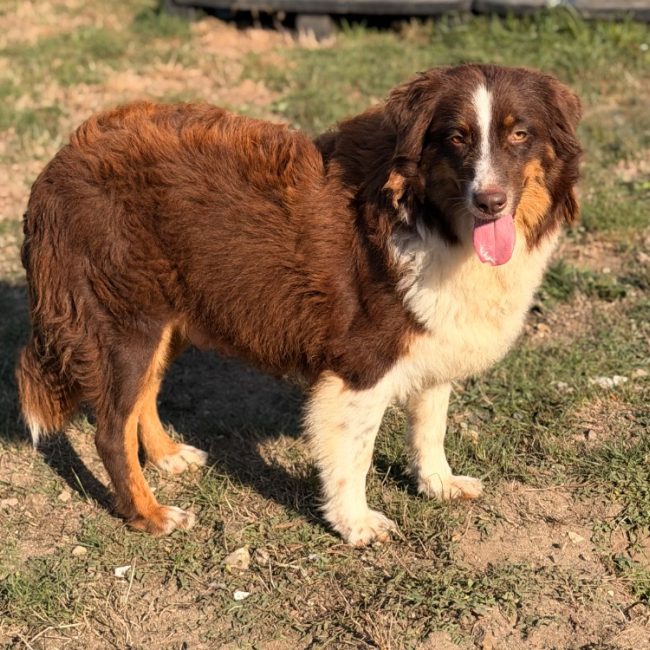 Luciole - Chien à adopter
