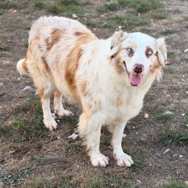Vanille - Chien à adopter