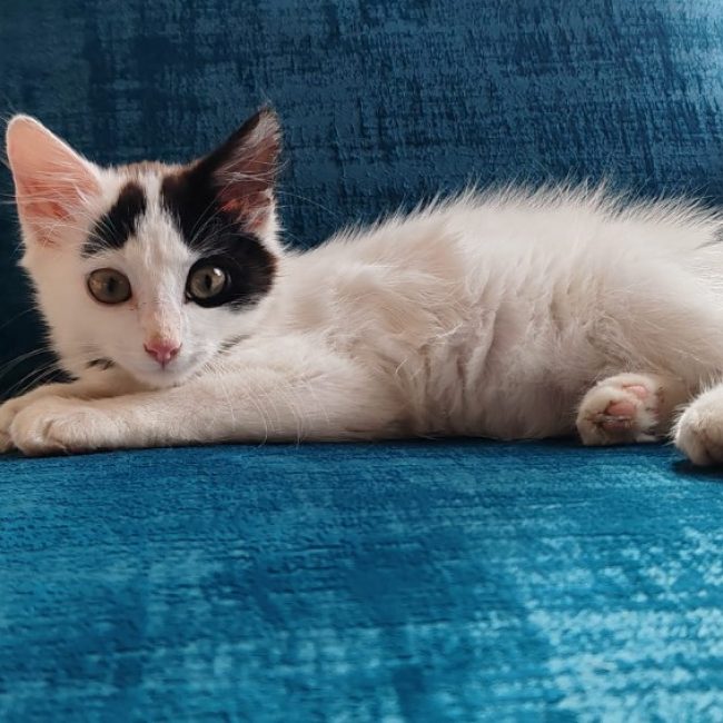 Merlin - Chat Européen à adopter