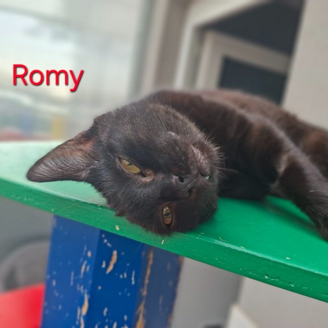 Romy - Chat Européen à adopter