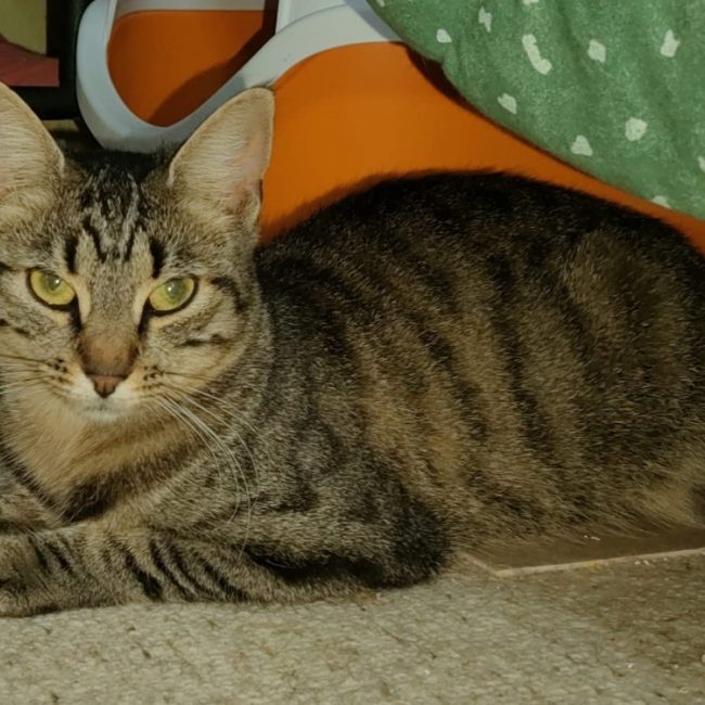 Bala - Chat Européen à adopter
