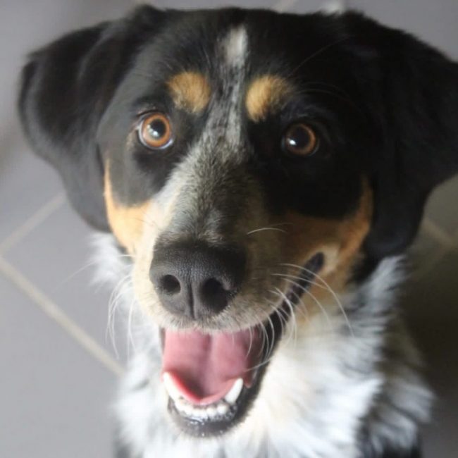 Aline - Chien Border Collie à adopter
