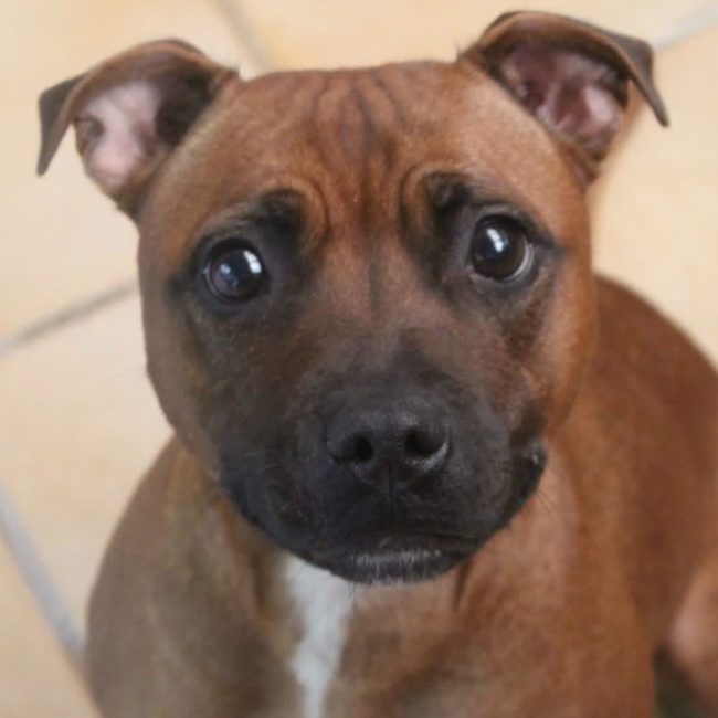 Vany - Chien Staffordshire Bull Terrier à adopter