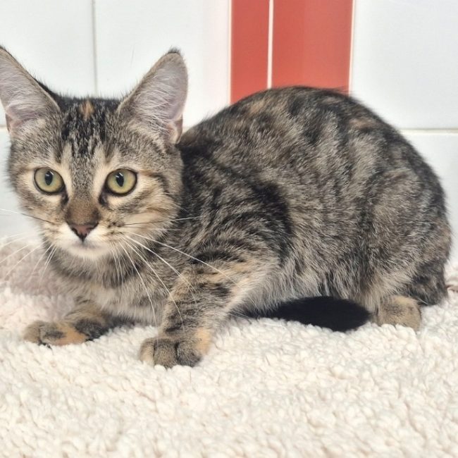 Lucine - Chat Européen à adopter