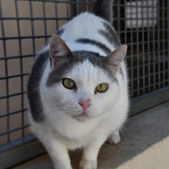 Mouchou - Chat Européen à adopter