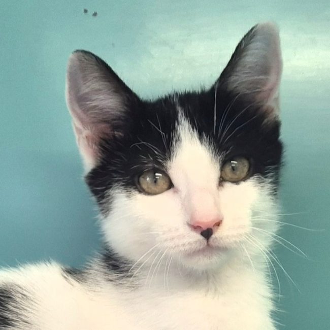 Jessie - Chat Européen à adopter