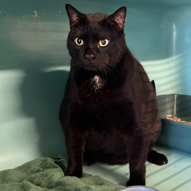 Togo - Chat Européen à adopter