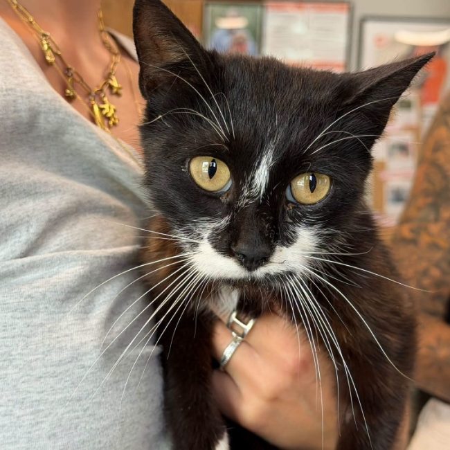 Nova - Chat Européen à adopter