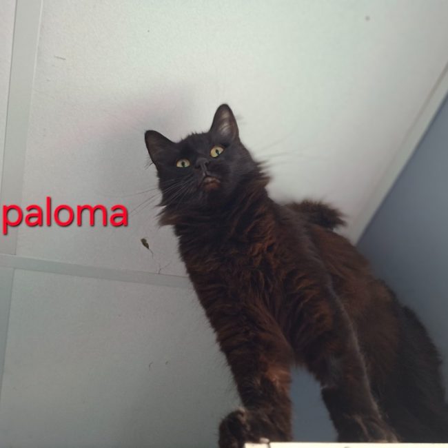 Paloma - Chat Européen à adopter