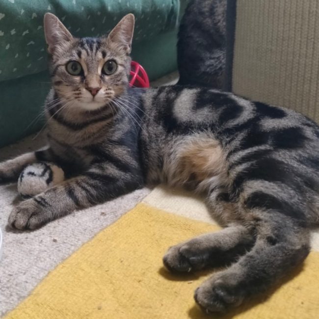 Yara - Chat Européen à adopter