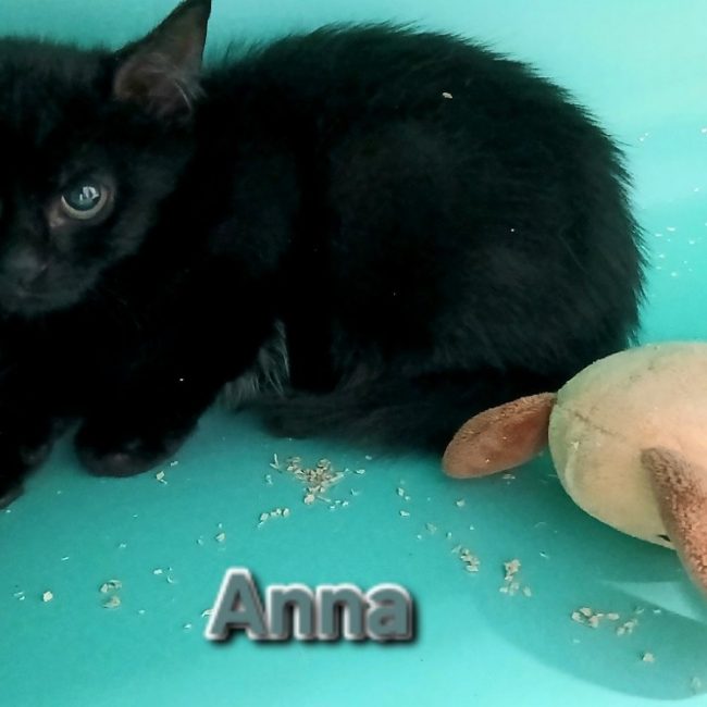 Anna - Chat Européen à adopter