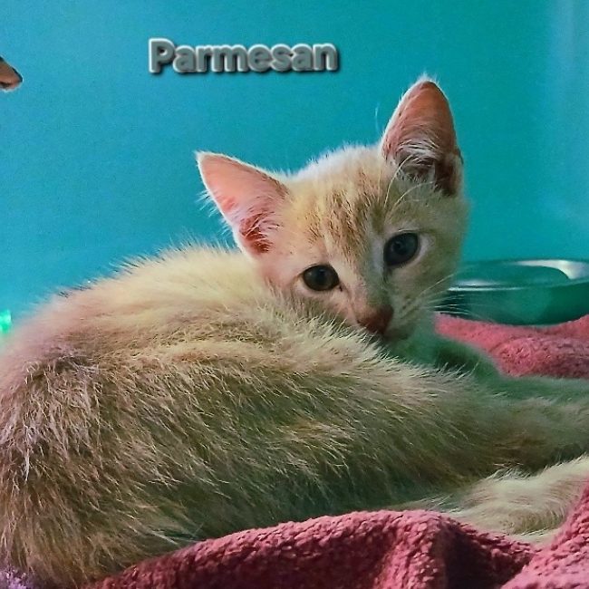 Parmesan - Chat Européen à adopter