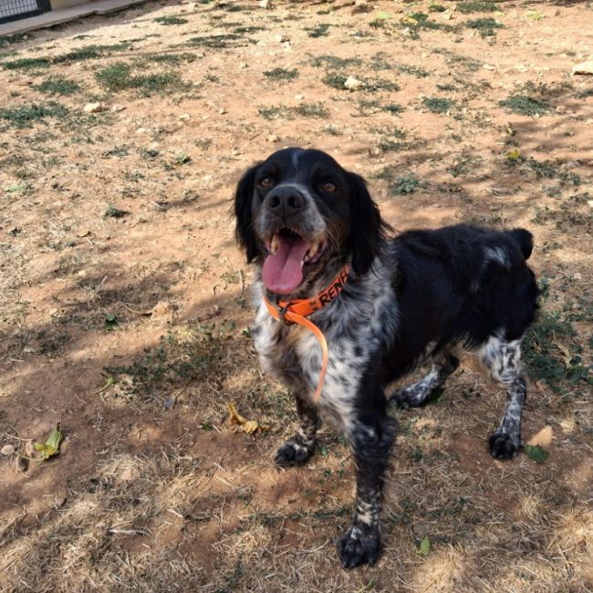 Renfort - Chien Epagneul Breton à adopter