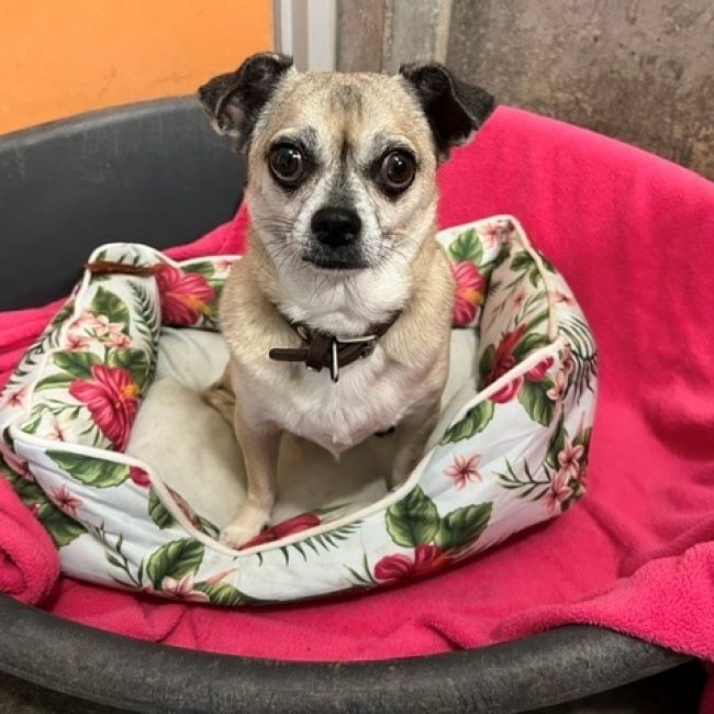 Simon - Chien Chihuahua à adopter