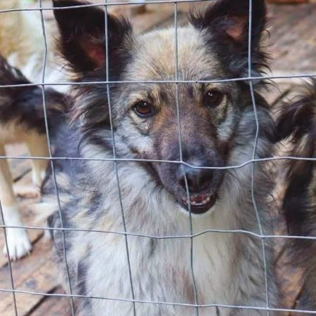 NORA - Chien Croisé à adopter