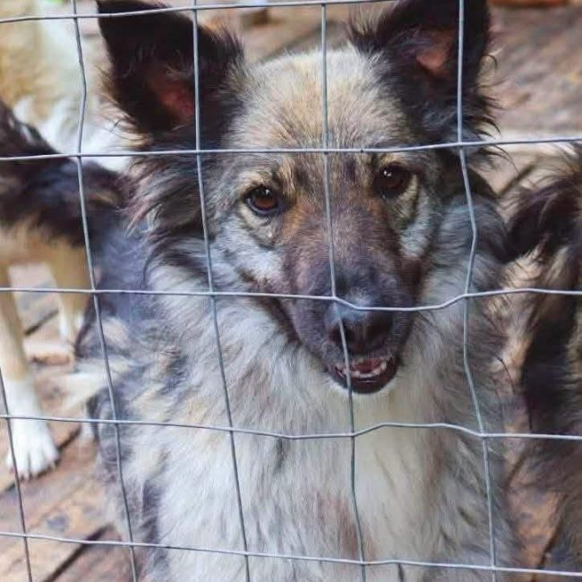 NORA - Chien Croisé à adopter