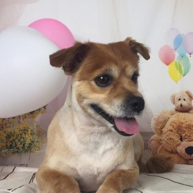Linda - Chien à adopter