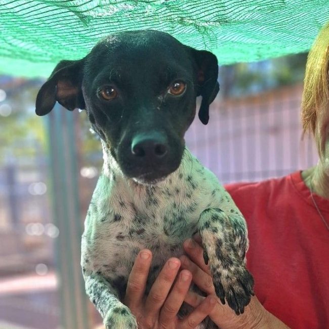 Oréa - Chien Pointer Anglais à adopter