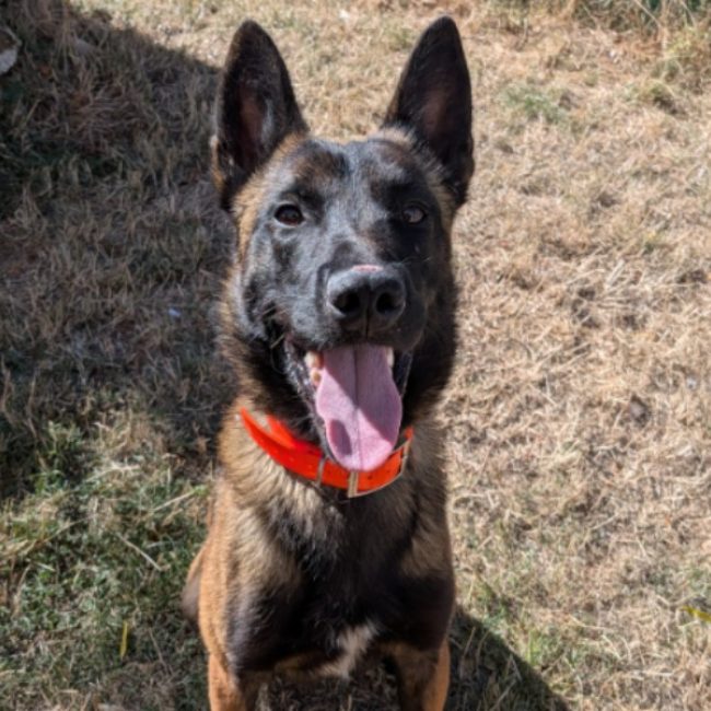 Qingdao - Chien Berger Belge Malinois à adopter