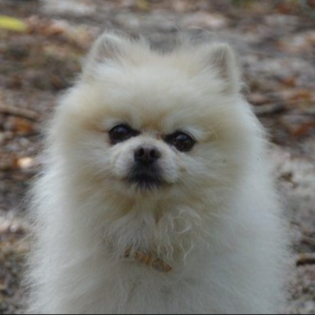 Poussin - Chien Spitz Allemand à adopter