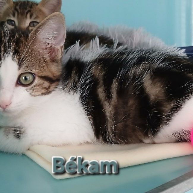 Békam - Chat Européen à adopter