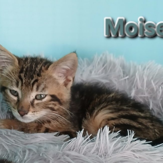 Moise - Chat Européen à adopter