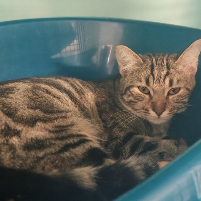 Kinoto - Chat Européen à adopter