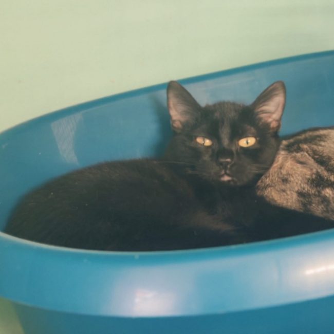 Bambou - Chat Européen à adopter