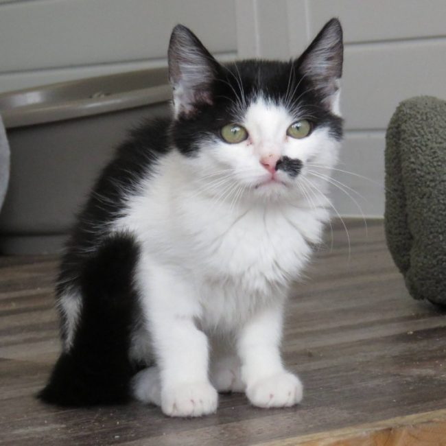 Bahia - Chat Européen à adopter