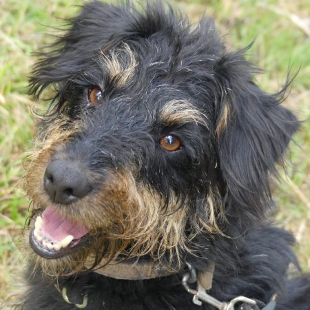 Salem - Chien à adopter