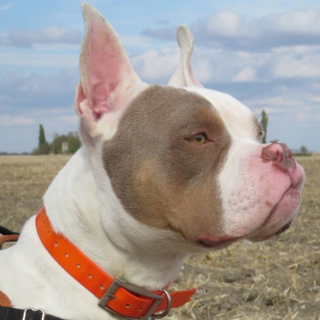 Pablo - Chien à adopter