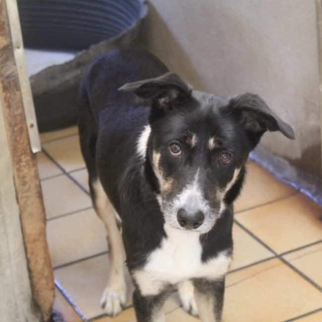 Bella - Chien Berger à adopter