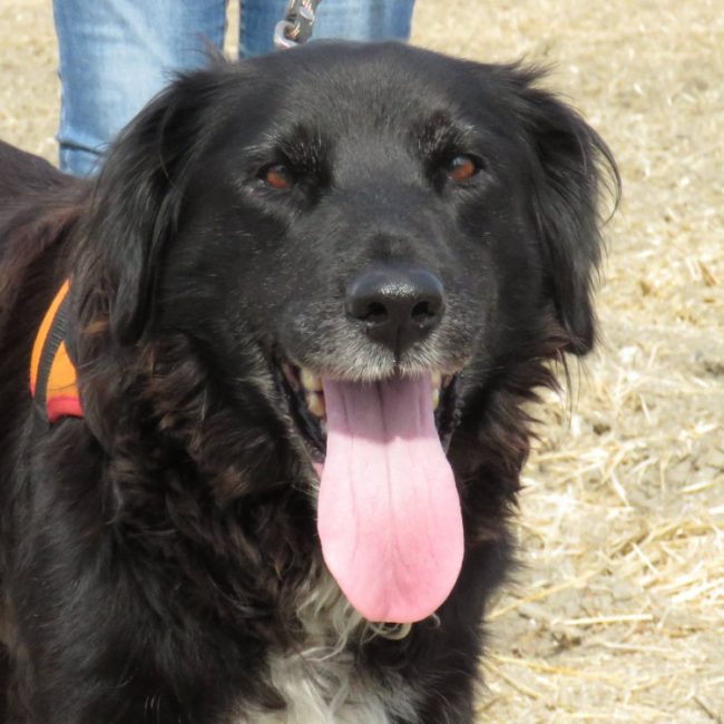 Bora - Chien à adopter
