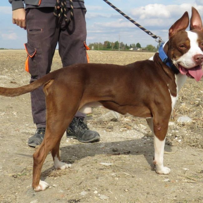 Atlas - Chien à adopter