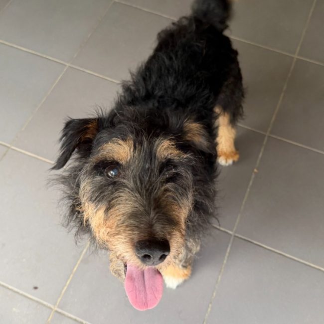 Leon - Chien à adopter