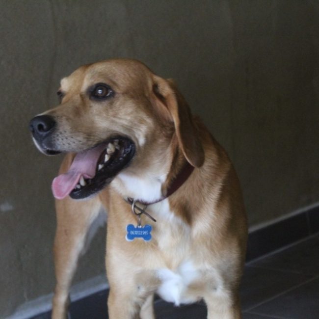 Silver - Chien Beagle à adopter