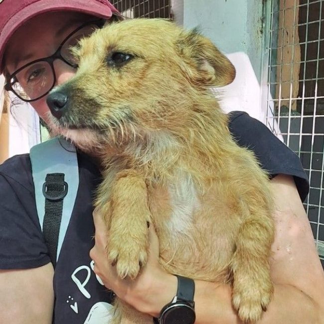 Jessie - Chien à adopter