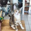 Lala