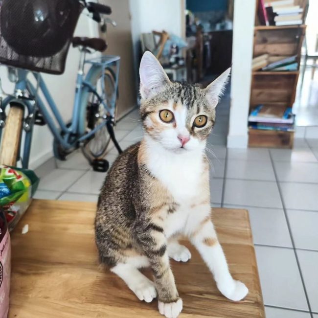 Lala