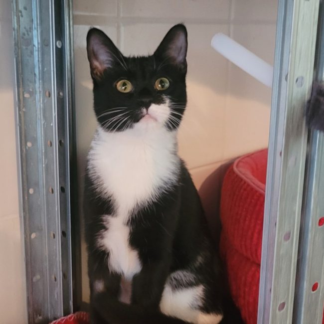 Heryne - Chat Européen à adopter