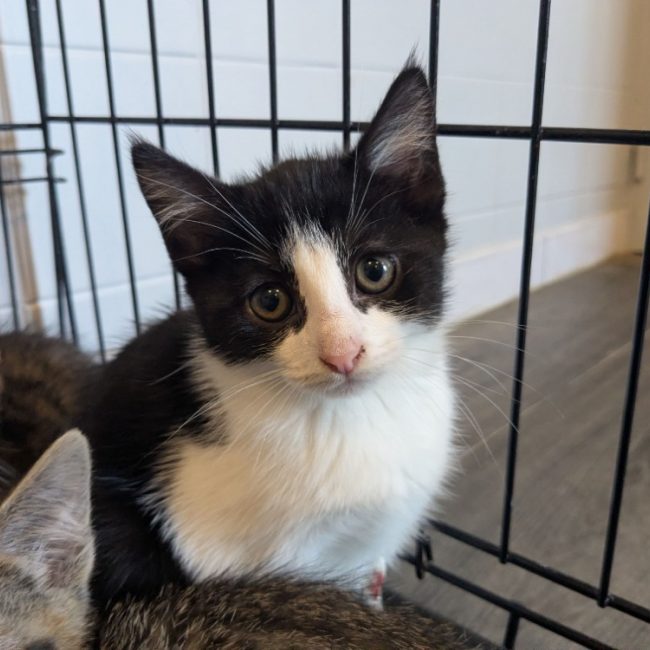Dana - Chat Européen à adopter
