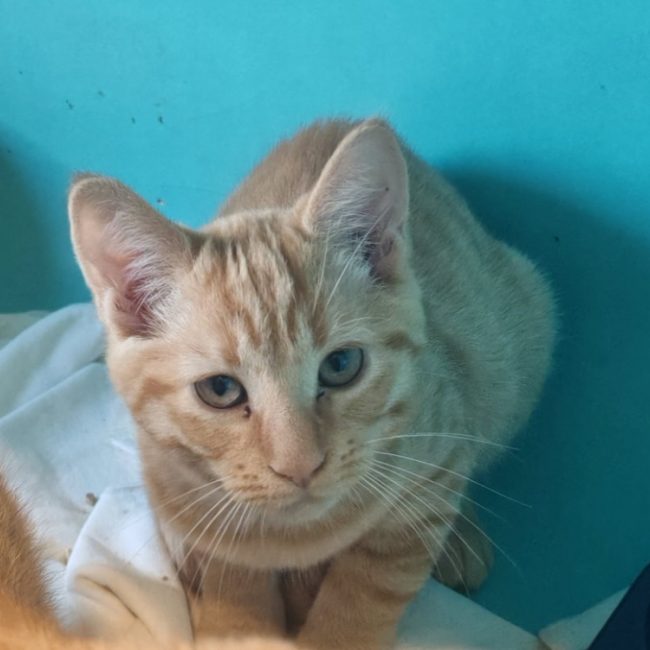 Adorable - Chat Européen à adopter